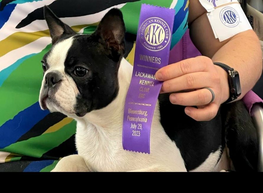 Ever Single - Winner dog Show États-Unis 