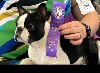  - Winner dog Show États-Unis 